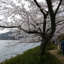 桜のトンネル