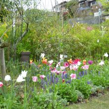 季節の花々が咲いてます