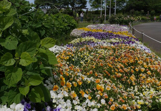 県立北総花の丘公園 クチコミ アクセス 営業時間 鎌ヶ谷 印西 八千代 フォートラベル