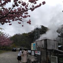 八重桜が綺麗でした。