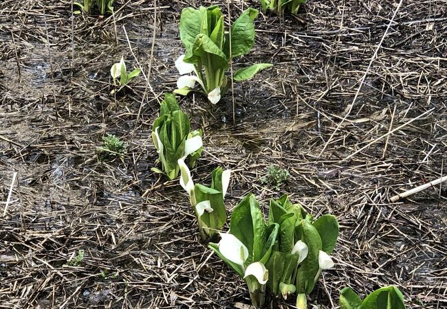 群生地以外でも水芭蕉があります