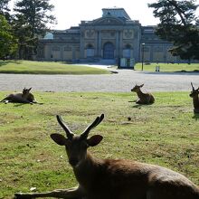 鹿がたくさんいました