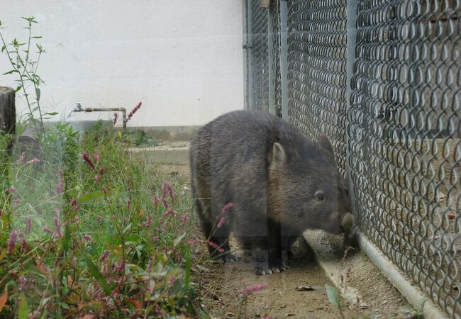 動物園 山 五 月