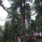 塩船観音寺の巨木