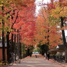 紅葉がきれいだ