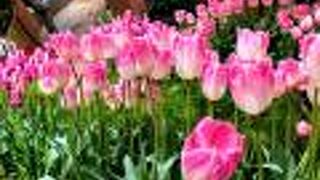 チューリップフェア開催時は無料です。