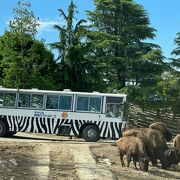 混雑時は、マイカーサファリよりサファリバスでのサファリが快適でお勧めです。