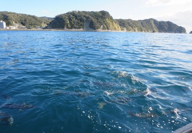 大きなヒラマサが見えました