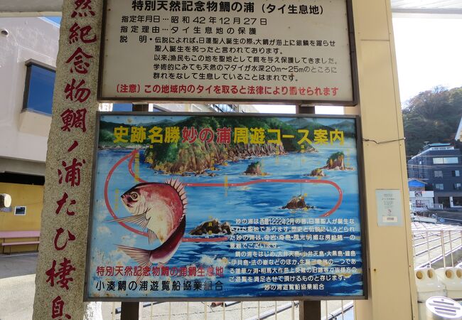 鯛の浦 クチコミ アクセス 営業時間 鴨川 フォートラベル 鯛の浦 クチコミ アクセス 営業時間 鴨川 フォートラベル