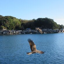 カモメやトンビが餌を求めて近づいてきます