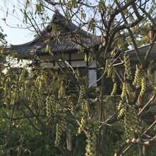 木五倍子（キブシ）