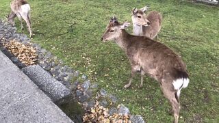 奈良のシンボル