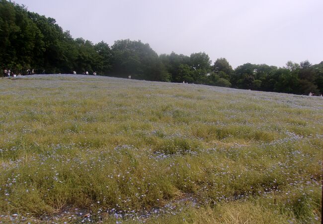 国営武蔵丘陵森林公園 クチコミ アクセス 営業時間 小川 嵐山 フォートラベル