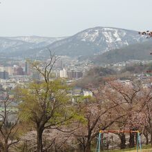 手宮公園の展望と桜