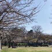 清洲城のすぐ近くにある桜、芝生広場のある公園