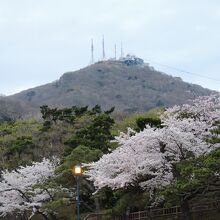 函館山と桜
