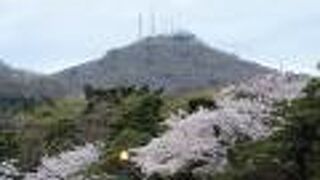函館市内の桜のスポット