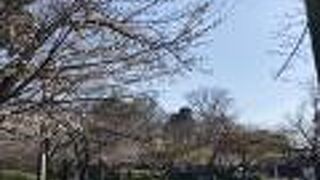 清洲城のすぐ近くにある桜、芝生広場のある公園