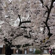 東別院の桜凄く綺麗です