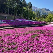 羊山公園