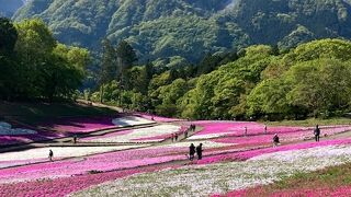 平日の早朝、早出すると公園近くの駐車場に停めることが出来ました