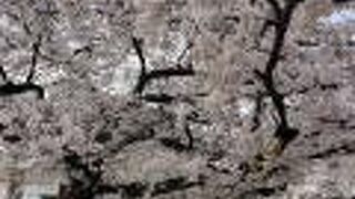 東別院の桜凄く綺麗です