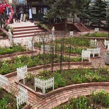 もうちょっと綺麗に咲いてくれればいいのに！惜しい！