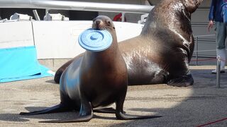 別府と大分の中間にある水族館 （うみたまご） 
