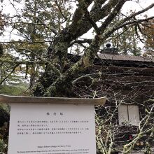 西行桜。背景に三昧堂！