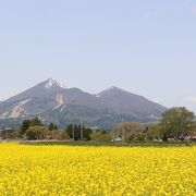 菜の花がきれいでした。インスタ映えを狙った場所も？