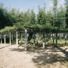 志那神社、藤棚。