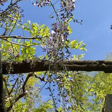 志那神社の藤。残念ながら咲き始めというところであった。