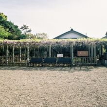 惣社神社、拝殿右手の藤棚。