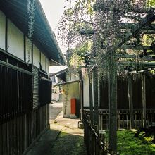 惣社神社、境内の大藤は生活感たっぷり。