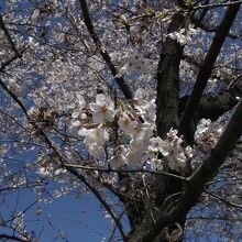 鏡野公園