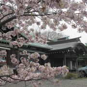 桜の開花は、札幌より遅め