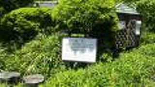 不思議な松石です。