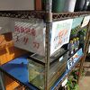 南魚沼産メダカ