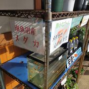 南魚沼産メダカ