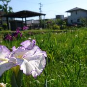 今年は花しょうぶまつりができるといいんですが。