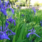 ５月初旬はカキツバタが咲いていました