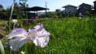 今年は花しょうぶまつりができるといいんですが。