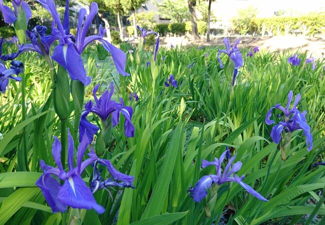 ５月初旬はカキツバタが咲いていました