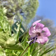 今年覚えた花の名前は”エゾエンゴサク”