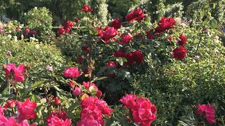 山下公園のバラ園が見頃