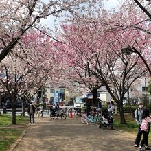 空気までもピンクに見える。
