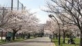 広い公園です。