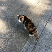 ふたたび猫