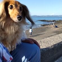 貝殻？拾っている人も多く