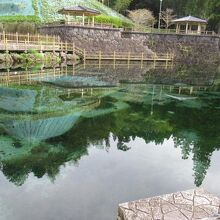 湧水が大量に出ている丸池公園